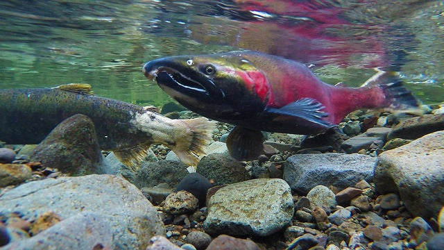 Simple Filtration Method Can Stop Urban Storm Water from Killing Salmon