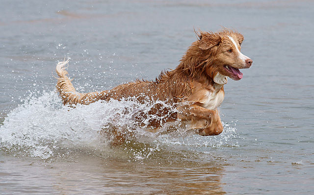 Canine Contaminants in our Water: How big a problem is it?