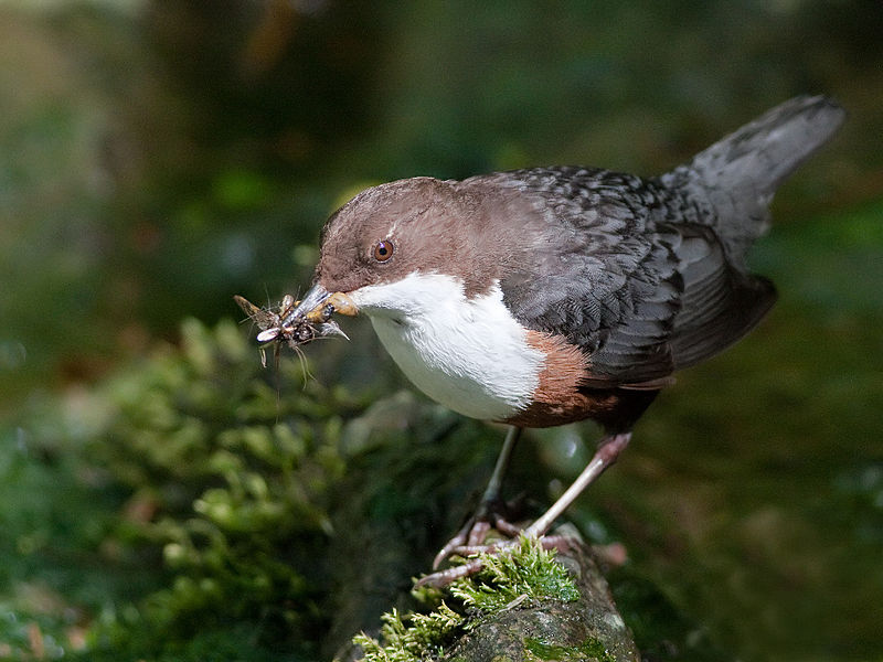 Pollutants in Urban Rivers Suppress Chick Development