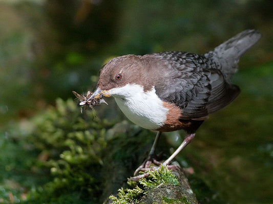 Pollutants in Urban Rivers Suppress Chick Development