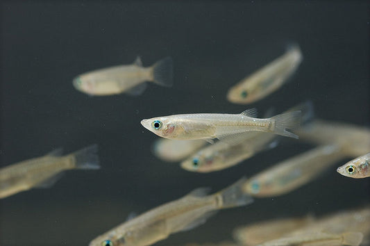 New Research Shows BPA can Negatively Affect Reproduction In Fish for Three Generations