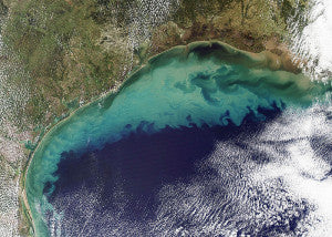 Devastating Ocean Dead Zone in the Gulf of Mexico Likely to be Around for a While