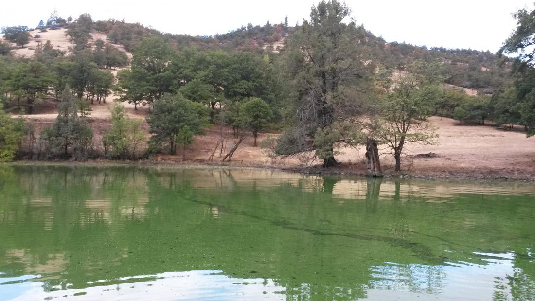 Drinking Water Increasingly Threatened by Toxic Blue-green Algae