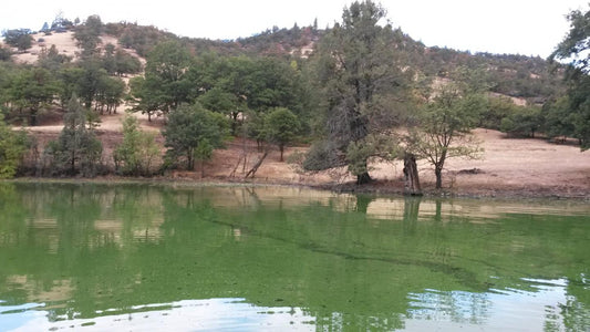 Drinking Water Increasingly Threatened by Toxic Blue-green Algae