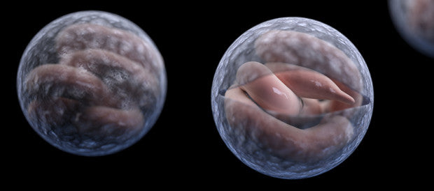 Cryptic Parasite Lurks in Minnesota Groundwater