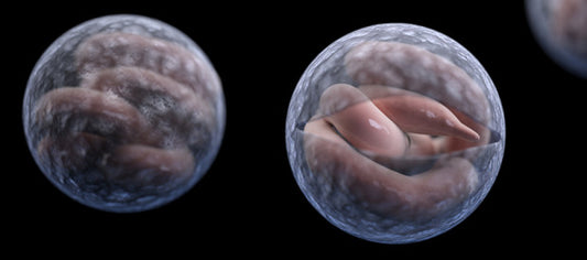 Cryptic Parasite Lurks in Minnesota Groundwater