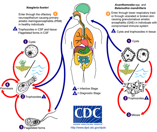 New Water Borne Disease Caused by Brain-Eating Amoeba