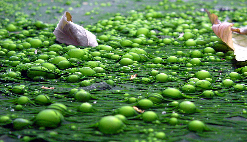 Nitrogen Fertilizer Leaches into Groundwater for Decades