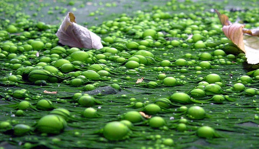 Nitrogen Fertilizer Leaches into Groundwater for Decades
