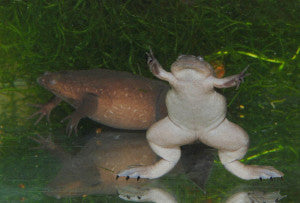 Pesticides Feminizing Male Frogs, Impairing Reproduction