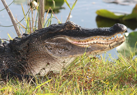 Industrial Chemicals found in American Alligators & African Crocodiles