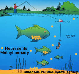 Study Reveals Elevated Mercury Levels in Groundwater due to Wastewater Disposal