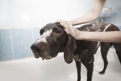 Pesticides Widely Used in Pet Flea Control Products are Contaminating Rivers