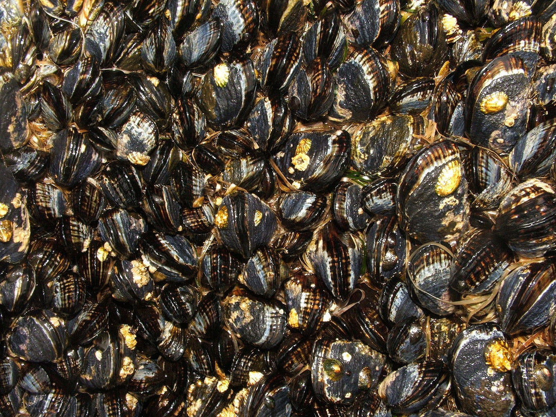 Coastal Mussels Contaminated with Pathogens Originating from Land-based Sources