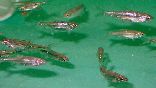 Drug Crazed Fish
