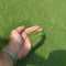 Detecting Toxic Algae Blooms: There's gonna be an app for that!