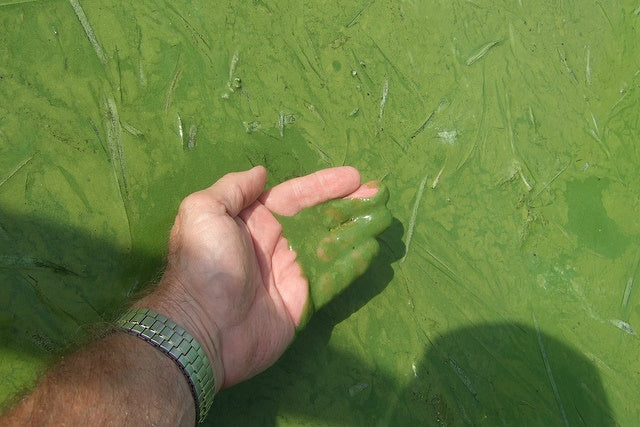 Detecting Toxic Algae Blooms: There's gonna be an app for that!