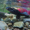 Simple Filtration Method Can Stop Urban Storm Water from Killing Salmon