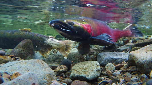 Simple Filtration Method Can Stop Urban Storm Water from Killing Salmon