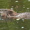 Beavers Dam Good at Cleaning Water