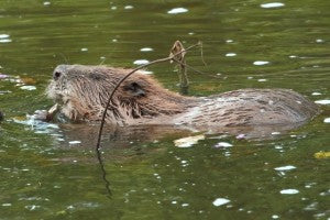 Beavers Dam Good at Cleaning Water