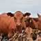 Environmental Exposure to Growth Hormones used in Beef Production Higher than expected