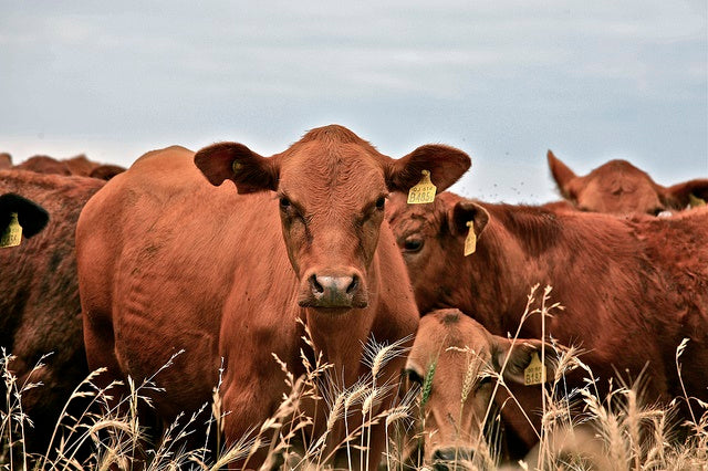 Environmental Exposure to Growth Hormones used in Beef Production Higher than expected