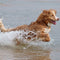 Canine Contaminants in our Water: How big a problem is it?