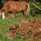 Managing Animal Waste to Prevent Water Contamination