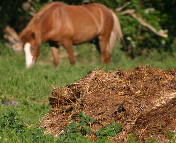 Managing Animal Waste to Prevent Water Contamination