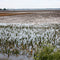 Climate Change Will Degrade Drinking Water Quality in the Midwest