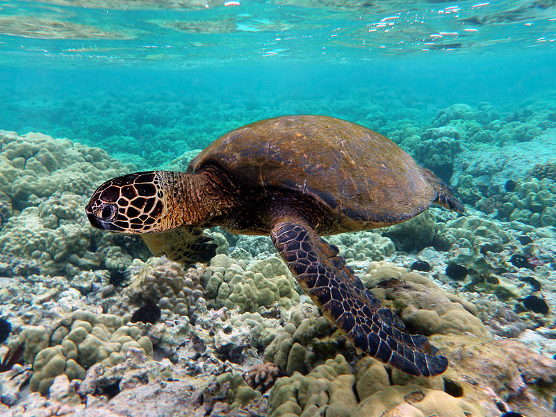 800px-Green_turtle_swimming_over_coral_reefs_in_Kona