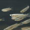New Research Shows BPA can Negatively Affect Reproduction In Fish for Three Generations