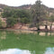 Drinking Water Increasingly Threatened by Toxic Blue-green Algae