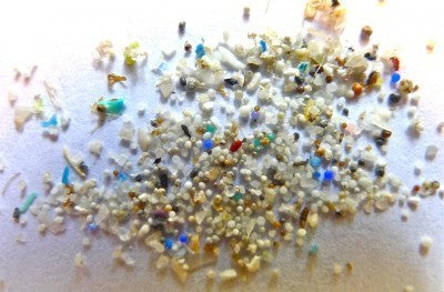 Ban Plastic Microbeads in Order to Protect Aquatic Wildlife