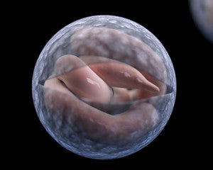 Do Berkey Filters Remove Cryptosporidium From Drinking Water