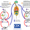 New Water Borne Disease Caused by Brain-Eating Amoeba