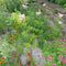 How a Rain Garden Contributes to Better Water Quality