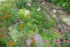 How a Rain Garden Contributes to Better Water Quality