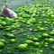 Nitrogen Fertilizer Leaches into Groundwater for Decades