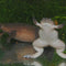 Pesticides Feminizing Male Frogs, Impairing Reproduction