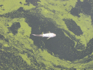Toxic microcystin bacteria float, along with a dead fish, on the surface of this lake.
