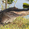 Industrial Chemicals found in American Alligators & African Crocodiles
