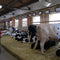 Yakima Dairies Take Steps to Reduce Nitrate Contamination in Groundwater