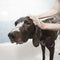 Pesticides Widely Used in Pet Flea Control Products are Contaminating Rivers