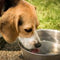 Filtered Water for Pets