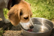Filtered Water for Pets 