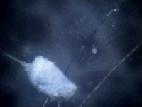 Pod: Small new pod with fibers protruding. 60x