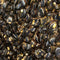 Coastal Mussels Contaminated with Pathogens Originating from Land-based Sources