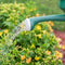 Why you Should be Using Filtered Water on your Plants and Garden